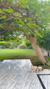 North Coast: Resale 3-Bedroom Chalet in Marina 1